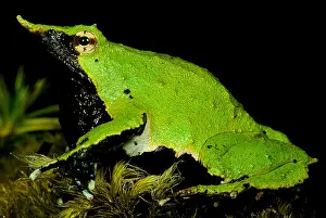 Print of Rhinoderma darwinii, a unique frog species