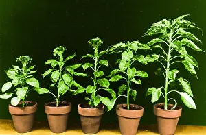 Botany Studio Photography Prints: Daylight Experiment