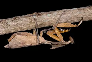 Southeast Asian Wildlife Prints: Dead Leaf Mantis