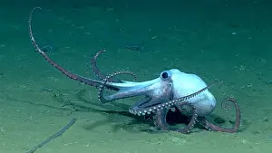 Marine Animals Prints: Deep-sea Octopus