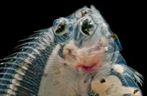 Deepwater Dab Print, a trawled righteye flounder
