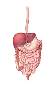 Human Anatomy Art Prints: Digestive System, Illustration