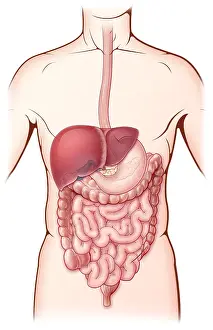 Human Digestive System Print