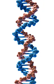Double Helix Structure Prints: DNA, Molecular Model