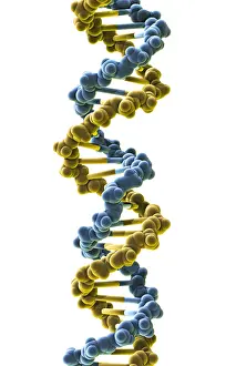 Double Helix Structure Prints: DNA, Molecular Model