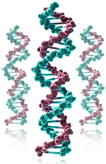 Double Helix Structure Prints: DNA, Molecular Model