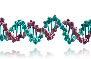 Double Helix Structure Prints: DNA, Molecular Model