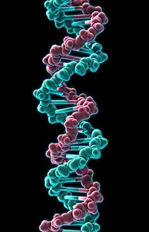 Double Helix Structure Prints: DNA, Molecular Model
