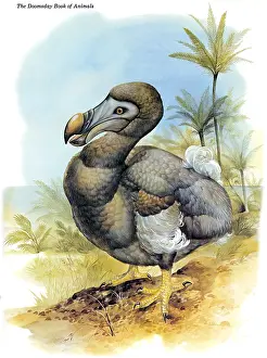 Extinct Bird Species Prints: Dodo Bird