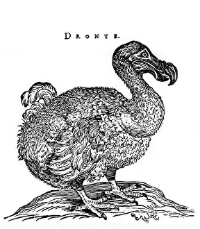 Extinct Flightless Birds Prints: Dodo Bird