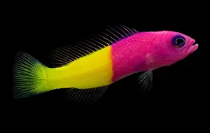 Tropical Reef Fish Prints: Dottyback