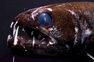Deep Sea Fish Prints: Dragonfish
