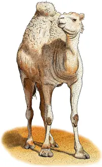 Mammal Illustrations Online Prints: Dromedary