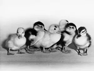 Group Of Ducks Prints: Ducklings