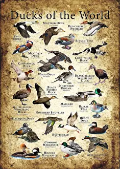 Wildlife Illustrations Prints: Ducks of the World