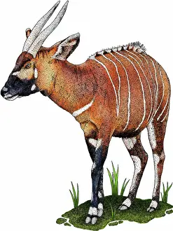 Framed Print : Eastern bongo antelope Print (Tragelaphus eurycerus isaaci)