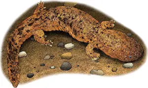 American Wildlife Art Prints: Eastern Hellbender