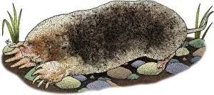 American Wildlife Art Prints: Eastern Mole