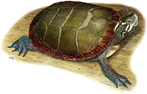 Animal Illustrations Online Prints: Eastern Painted Turtle