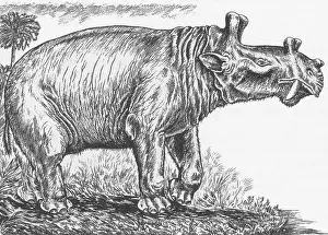 Prehistoric Animals Prints: Eobasileus
