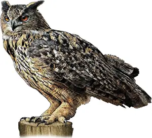 Bird Of Prey Artwork Prints: Eurasian eagle owl