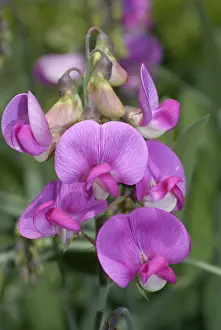 Ornamental Flowering Plants Prints: Everlasting Pea