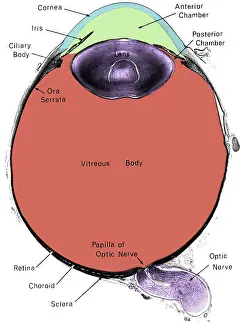 Eye, Cross Section Print