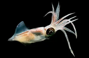 Deep Sea Squid Prints: Eye Flash Squid