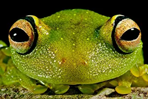 Tree Frog Species Prints: Eye-ringed Bushfrog