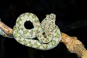 Wildlife In America Prints: Eyelash Viper