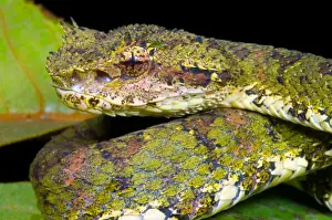 Wildlife In America Prints: Eyelash Viper