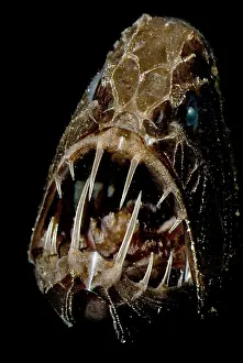 Vertebrate Animal Portraits Prints: Fangtooth
