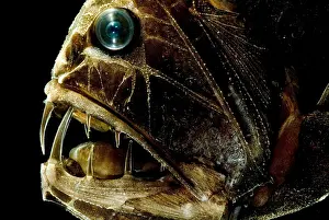 Fangtooth