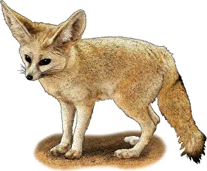 Fennec Fox