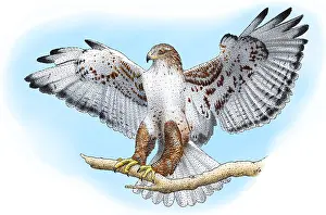 Framed Print : Ferruginous Hawk Print, a photograph of a bird Framed Print : Ferruginous Hawk Print, a photograph of a bird