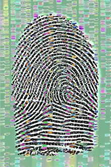 Fingerprint Analysis Prints: Fingerprint analysis