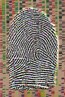 Fingerprint Analysis Prints: Fingerprint analysis