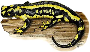 European Salamander Prints: Fire Salamander