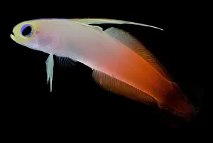 Tropical Fish Prints: Firefish