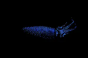 Firefly squid, Watasenia scintillans, Print