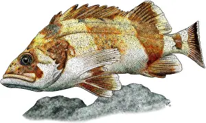 Marine Life Illustrations Prints: Flag Rockfish