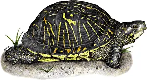 Florida Box Turtle Print (Terrapene carolina bauri)