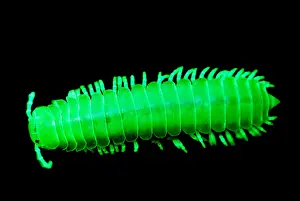Bioluminescent Millipede Print