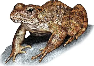 American Wildlife Art Prints: Foothill Yellowlegged Frog