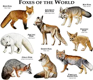 Prints of Collage of various species of fox Red Fox Prints: Foxes of the World Print: A Collection of Various Fox Species