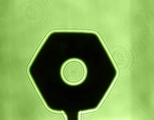 Fresnel Diffraction by Nut