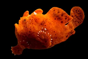 Camouflage In Nature Prints: Frogfish