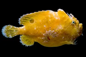 Camouflage Fish Prints: Frogfish