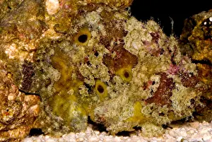 Camouflaged Fish Prints: Frogfish