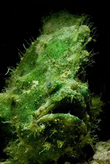 Close Up Animal Portraits Prints: Frogfish